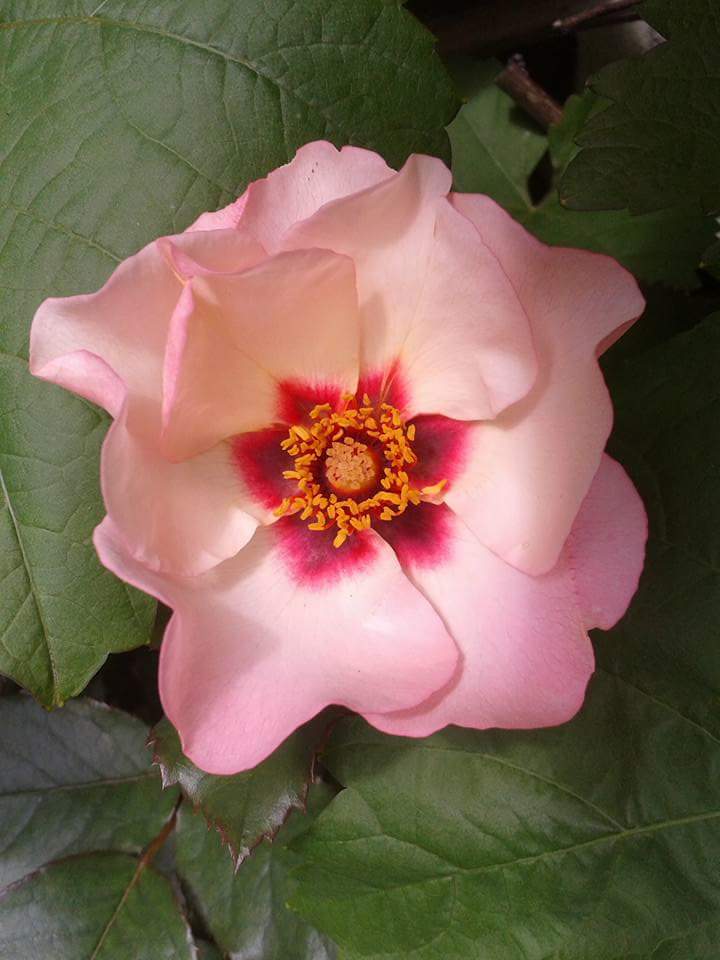 Rose persica