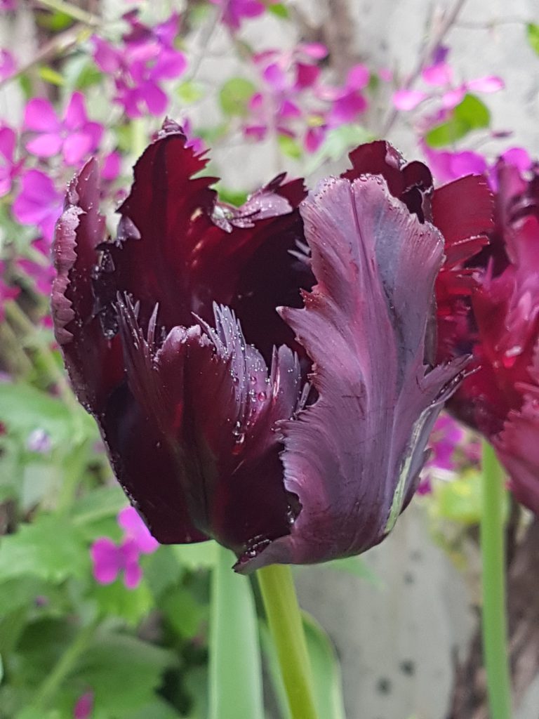 En annen sort favoritt er tulipanen "black parrot"