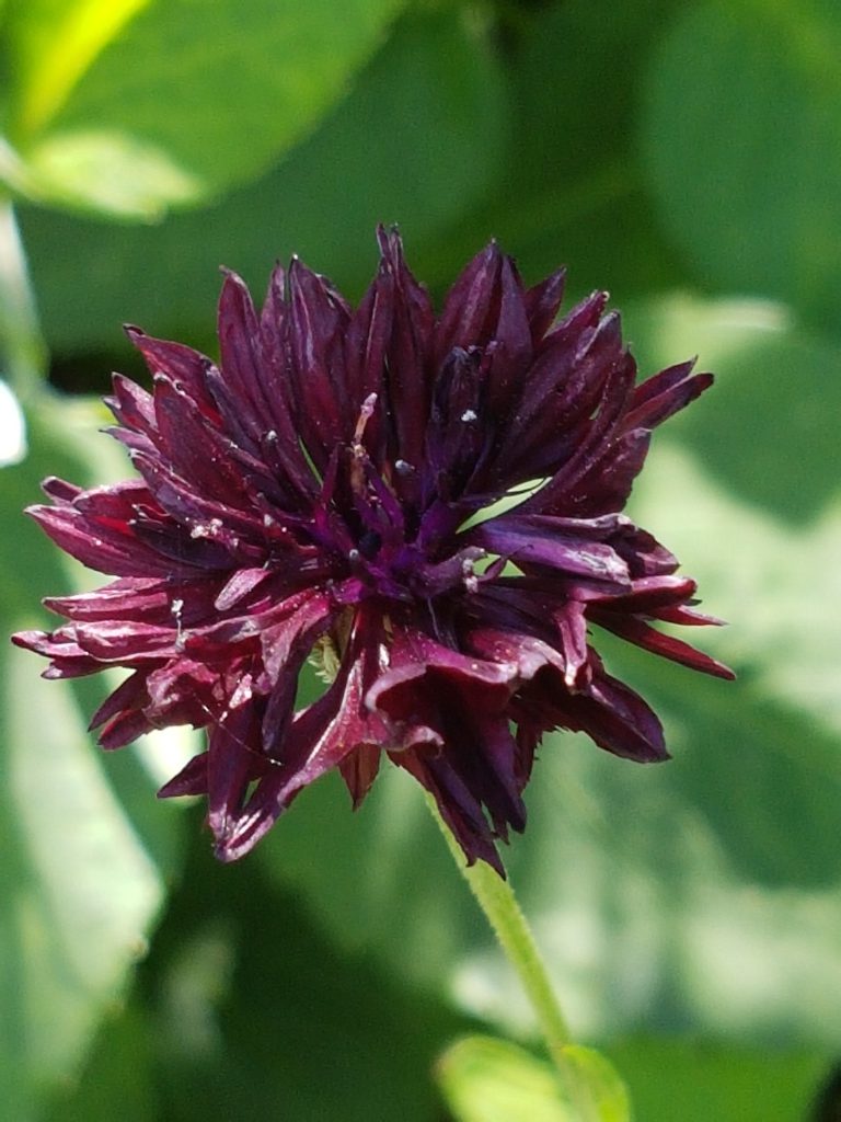 Nærmest sort kornblomst ved navnet Centaurea cyanus "black boy" fantastisk purpurfarget.
