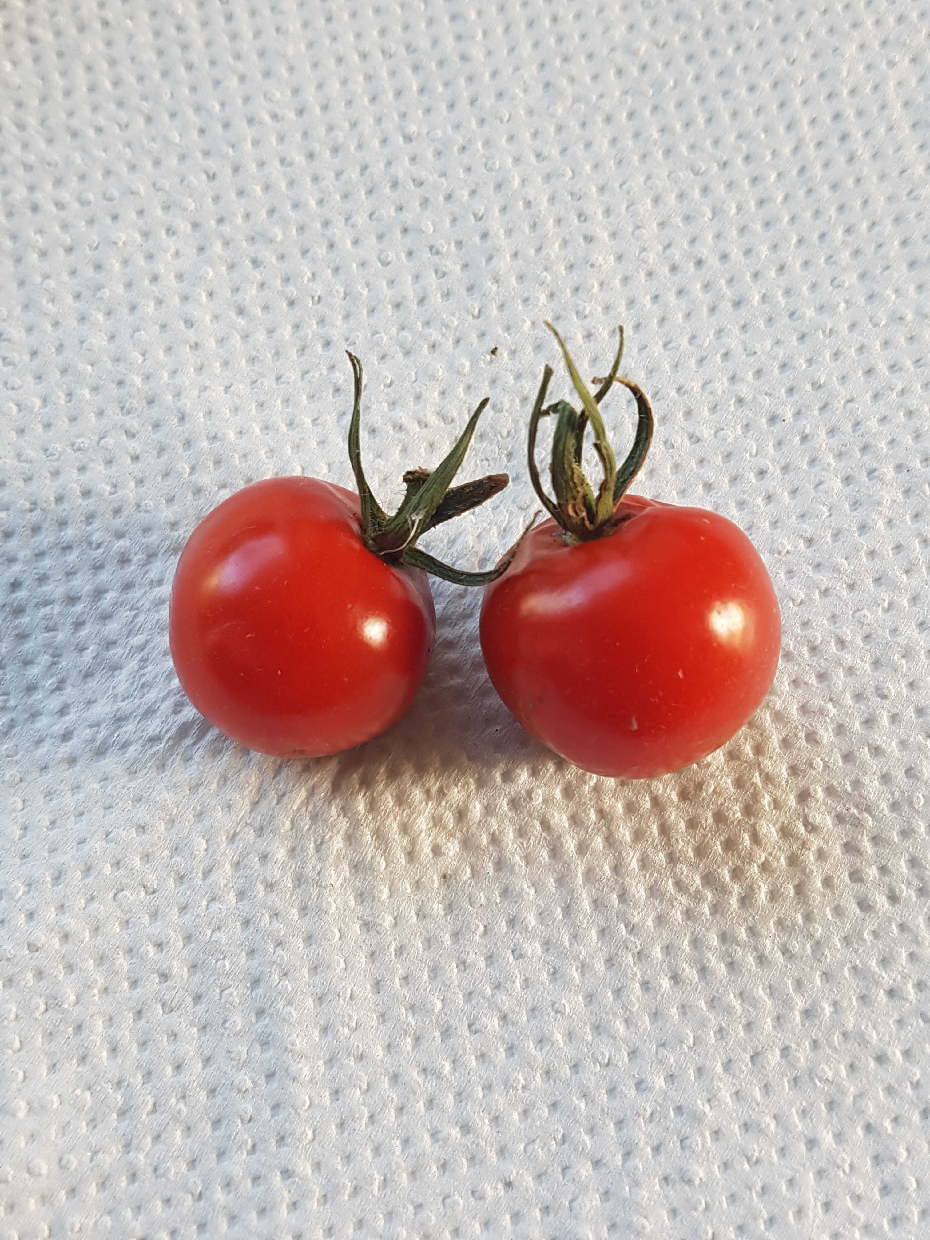 Enkel måte å ta vare på favoritt tomatene til neste års avling.
