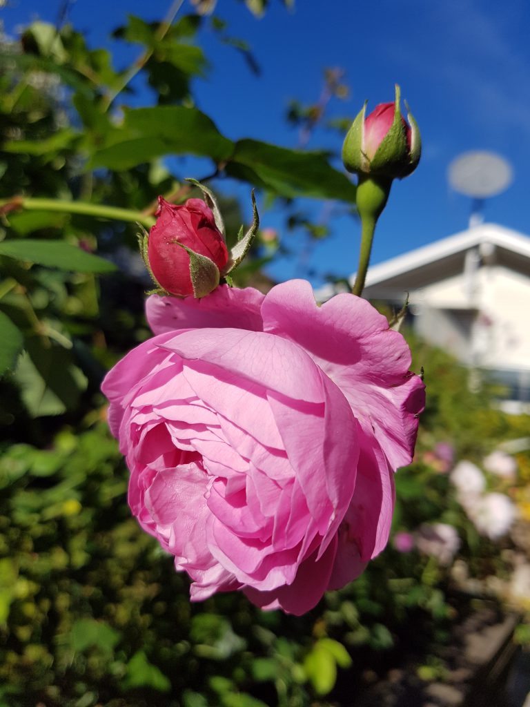 Rose "Louise Odier"