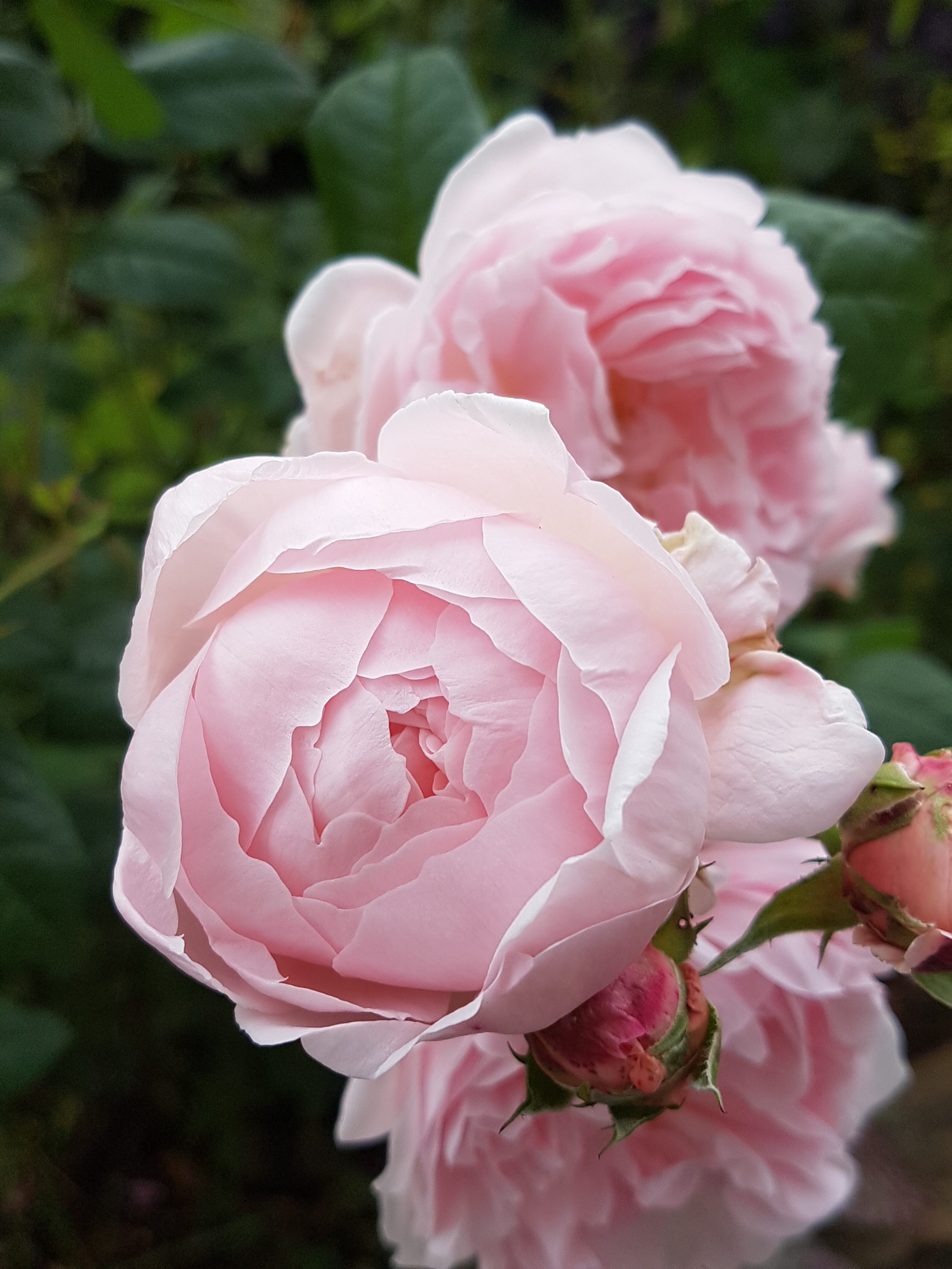 Herlige Austinroser roser som remonterer fortsatt i midten av oktober.