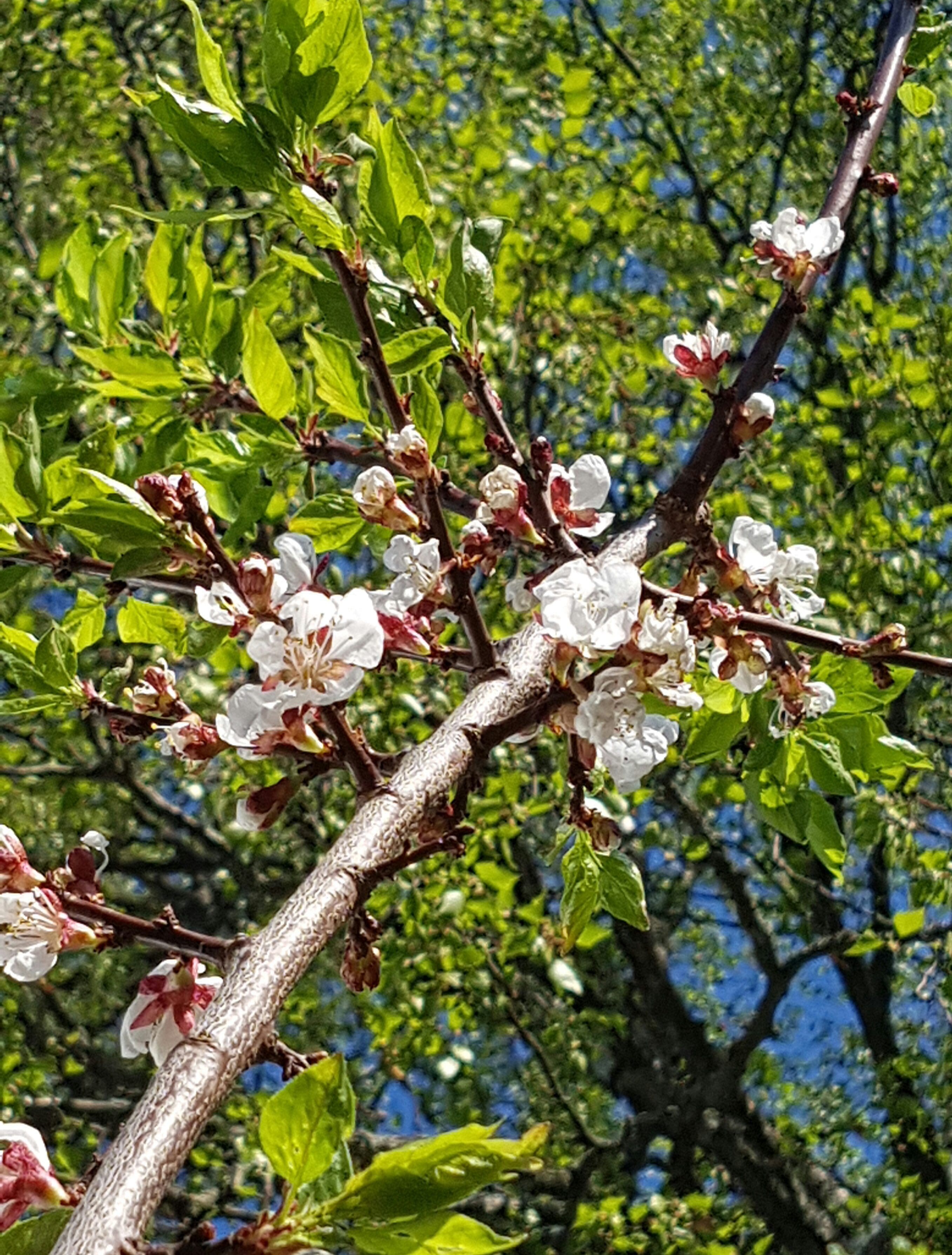 Forbered en god frukthøst nå når aprikos treet er i full blomst.