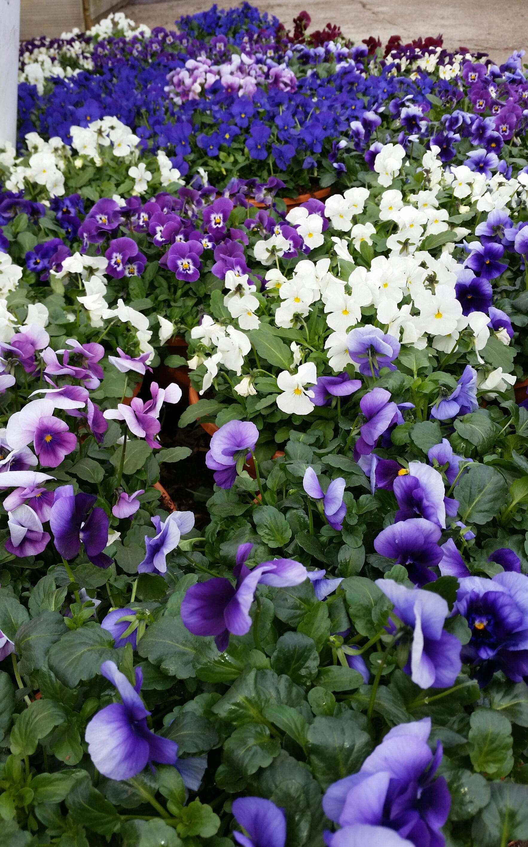 Hva kan plantes ut i potter og bed nå i mars?