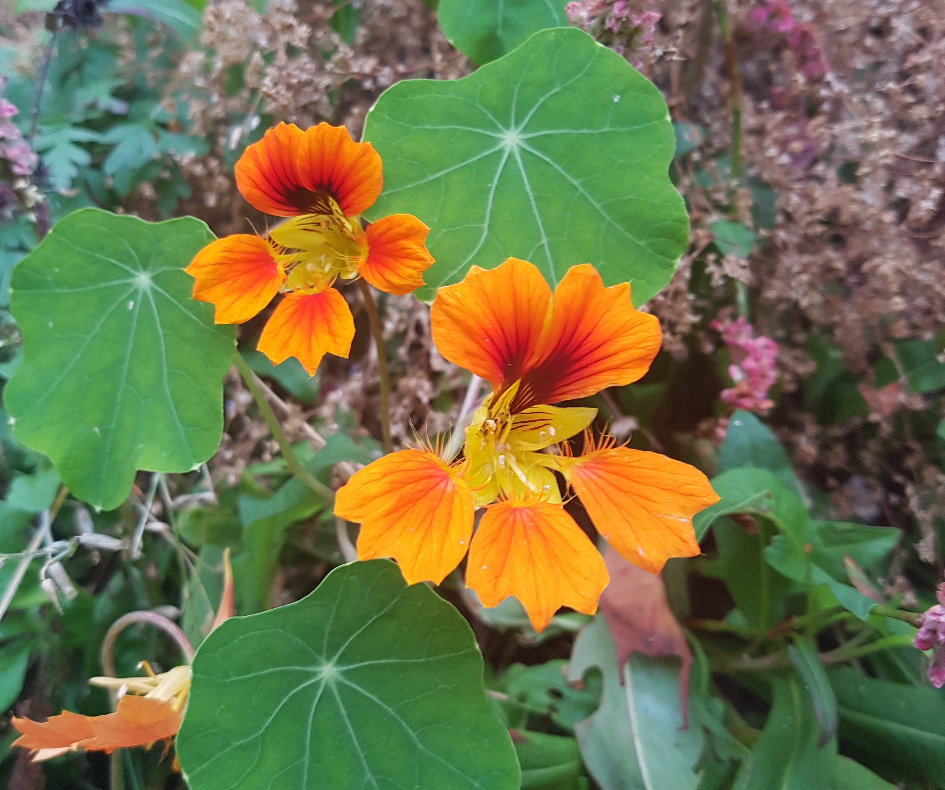 Blomkarse Phoenix med spiselige blomster og blader
