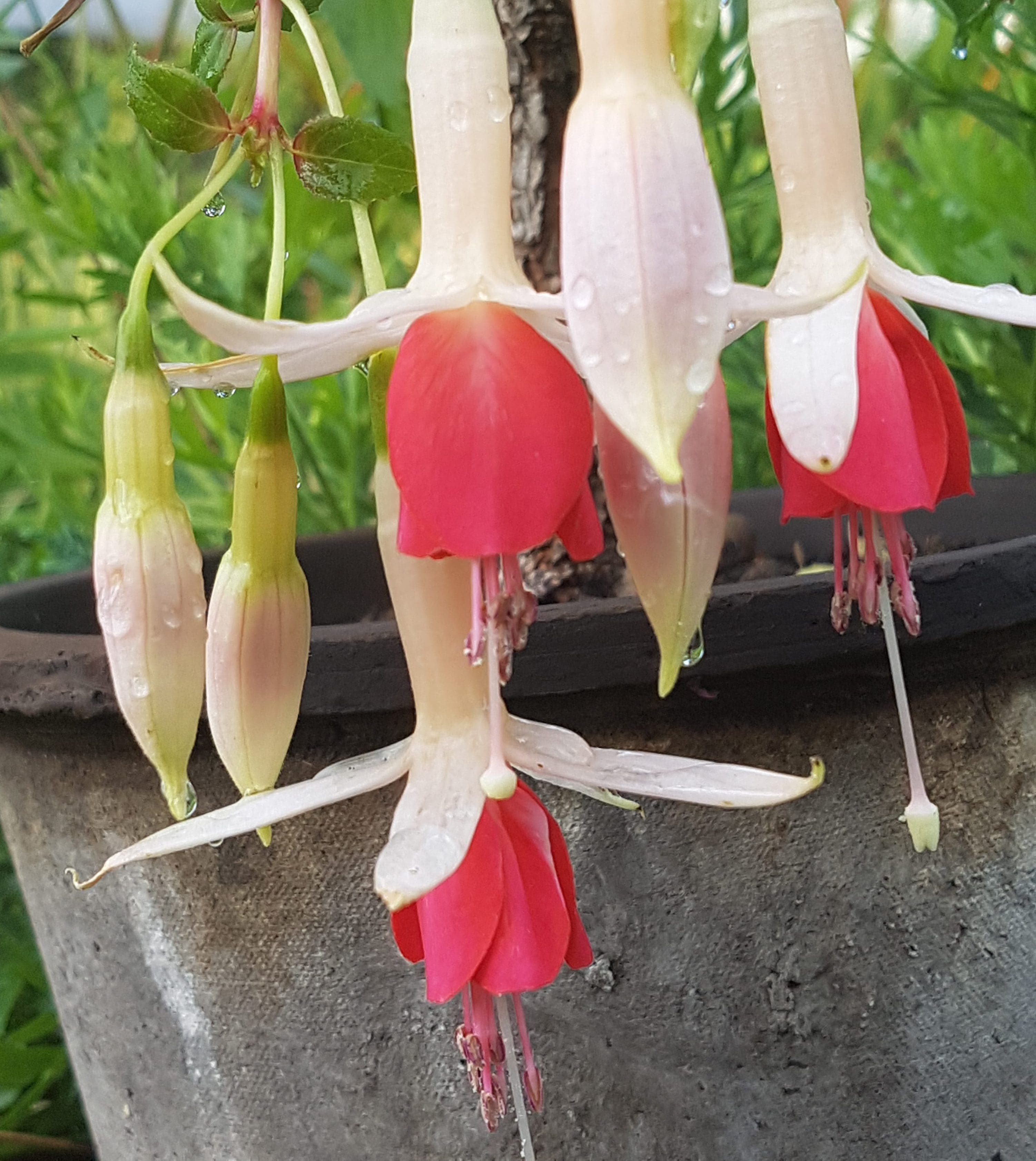Stiklinger og oppstamming av Fuchsia