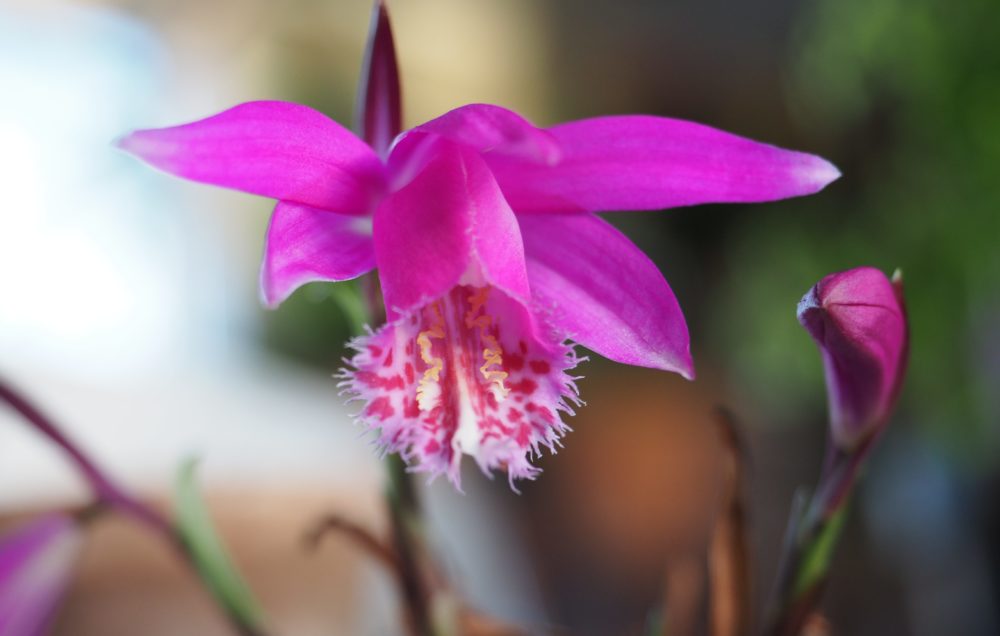 Pleione, en utrolig vakker liten orkidé til sommerhagen.