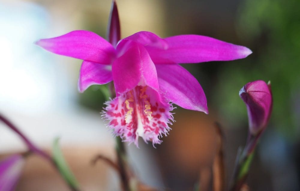 Pleione, en utrolig vakker liten orkidé til sommerhagen.