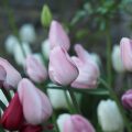tulipanblomstring