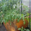 tomater i drivhus