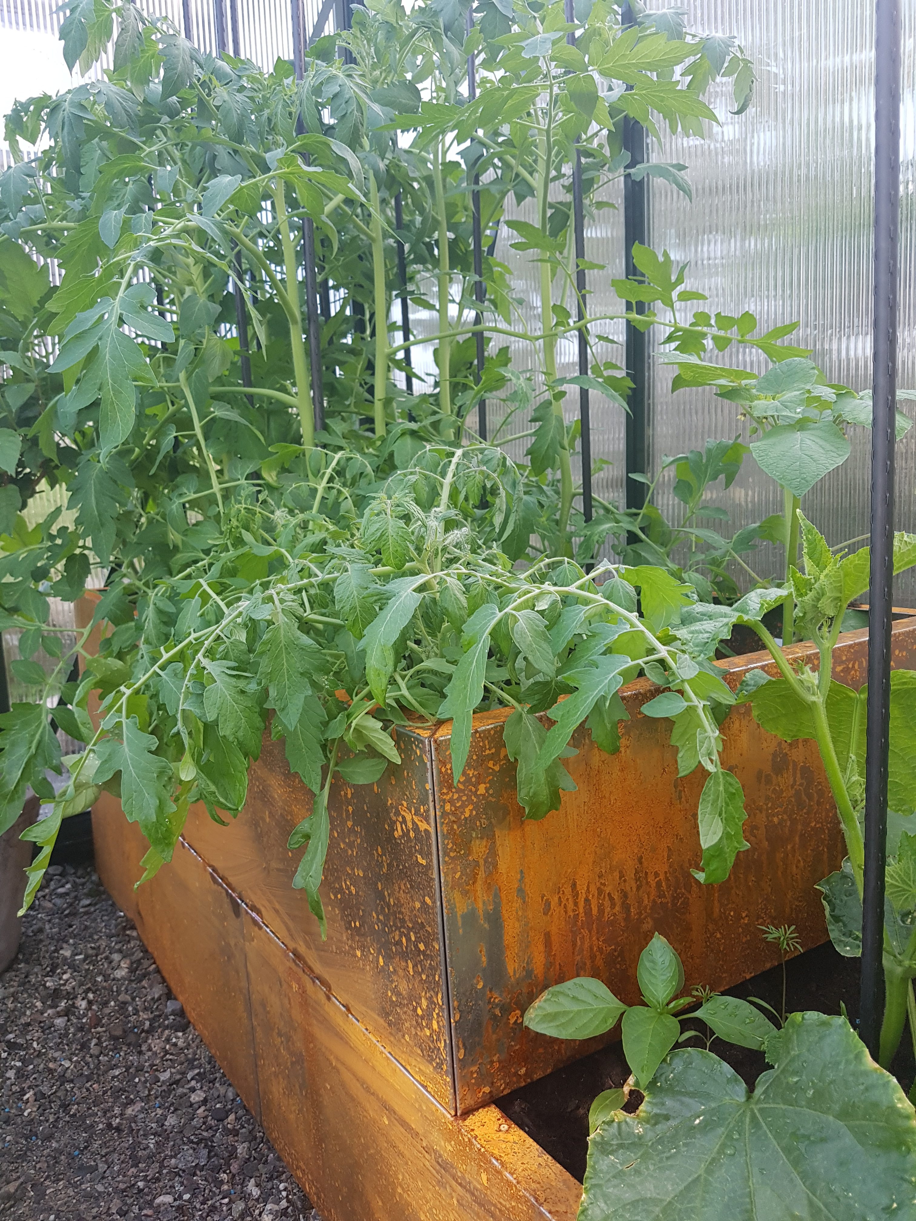 Tid for å tyve tomat eller knipe sideskudd for å få god avling