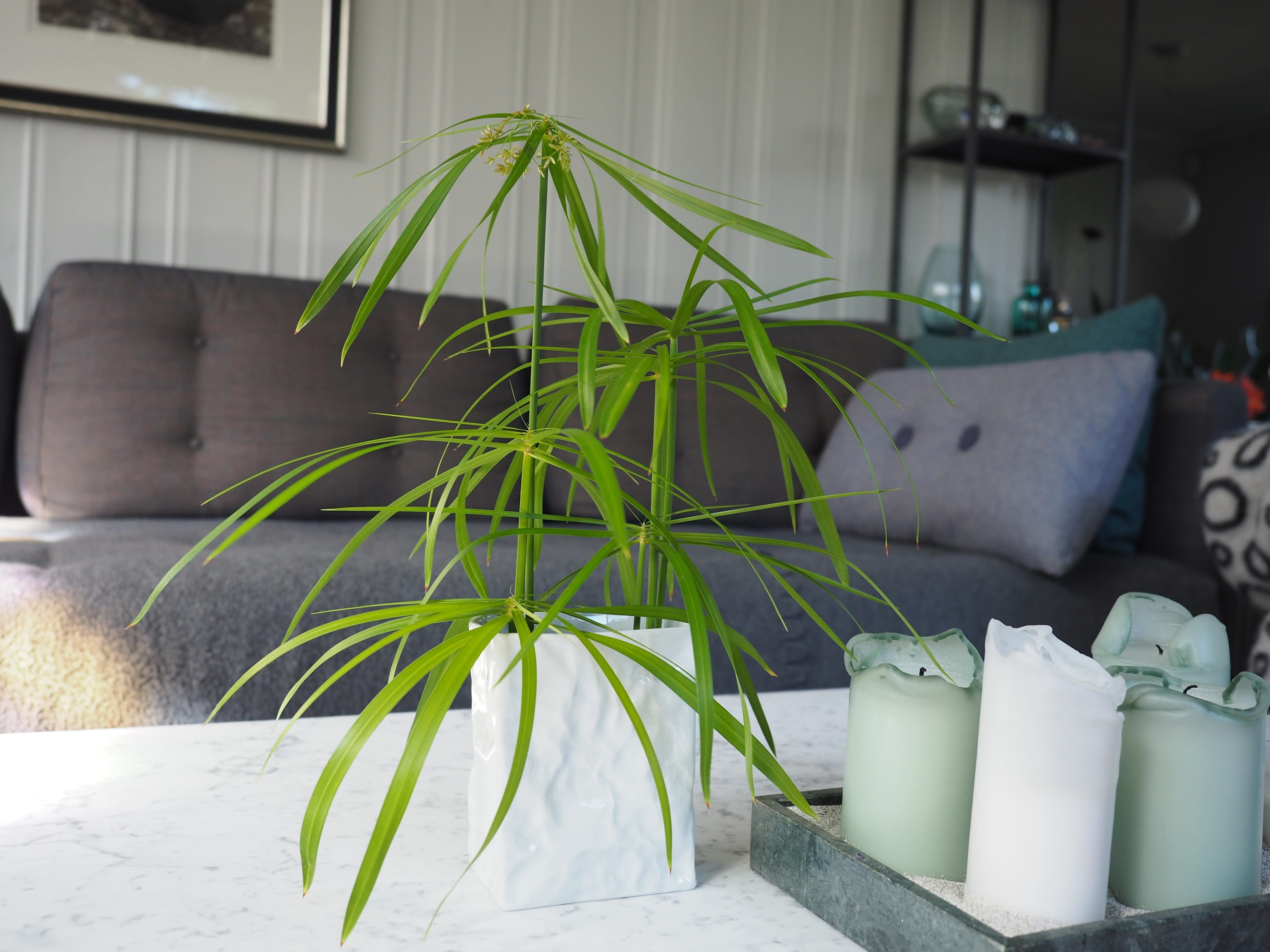 En vase med gress og blader som alternativ bukett