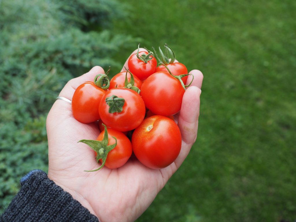 tomatplanter i drivhus