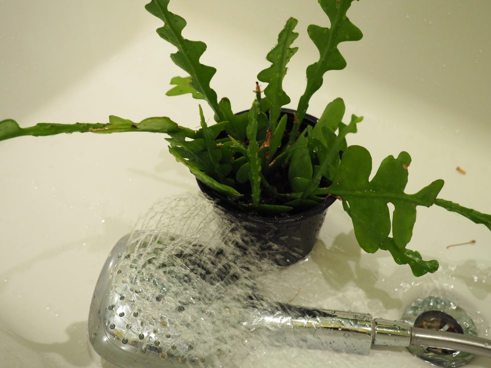 vask av grønne planter