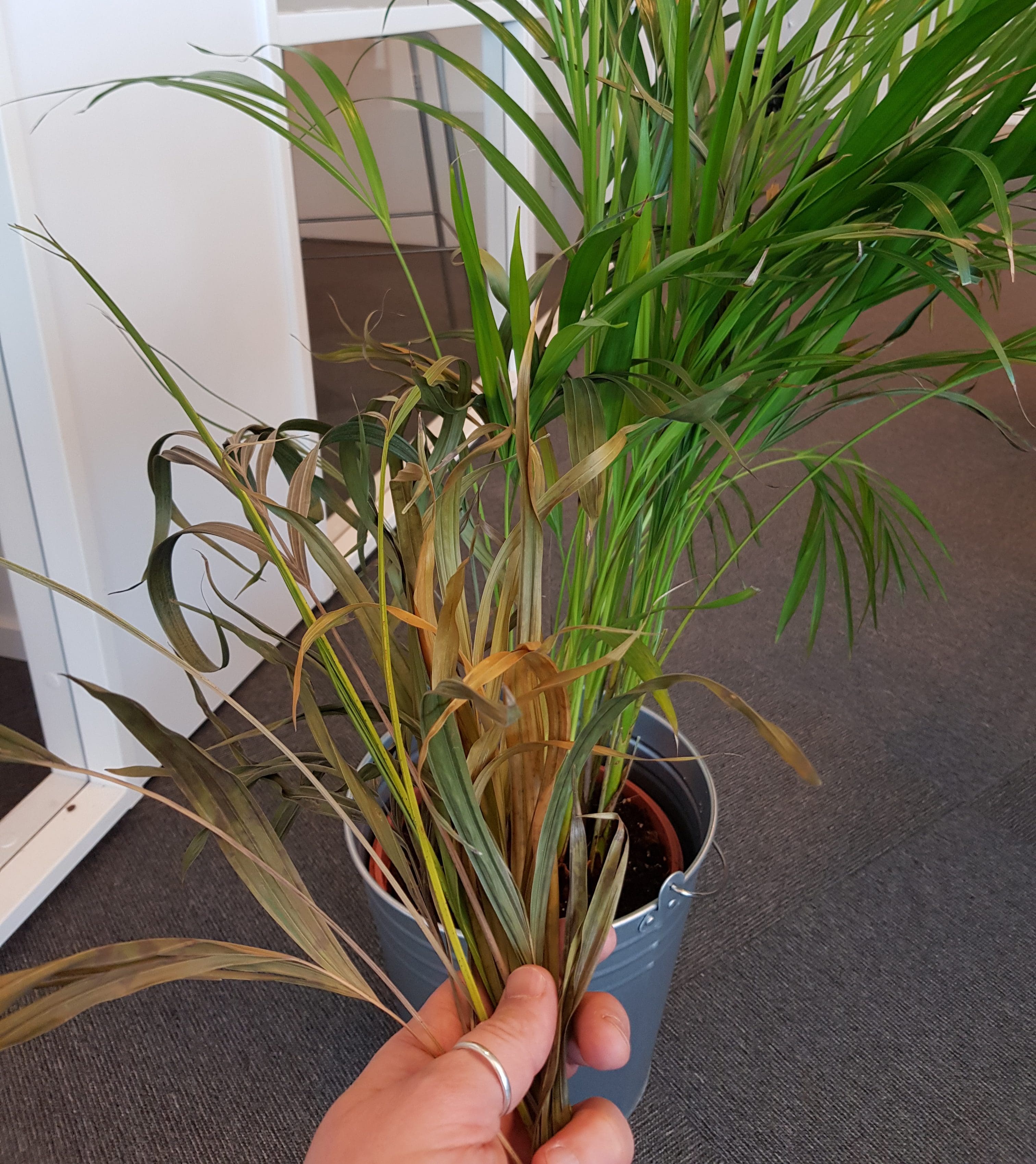 Grønne planter tåler ikke kulda i vinternorge!