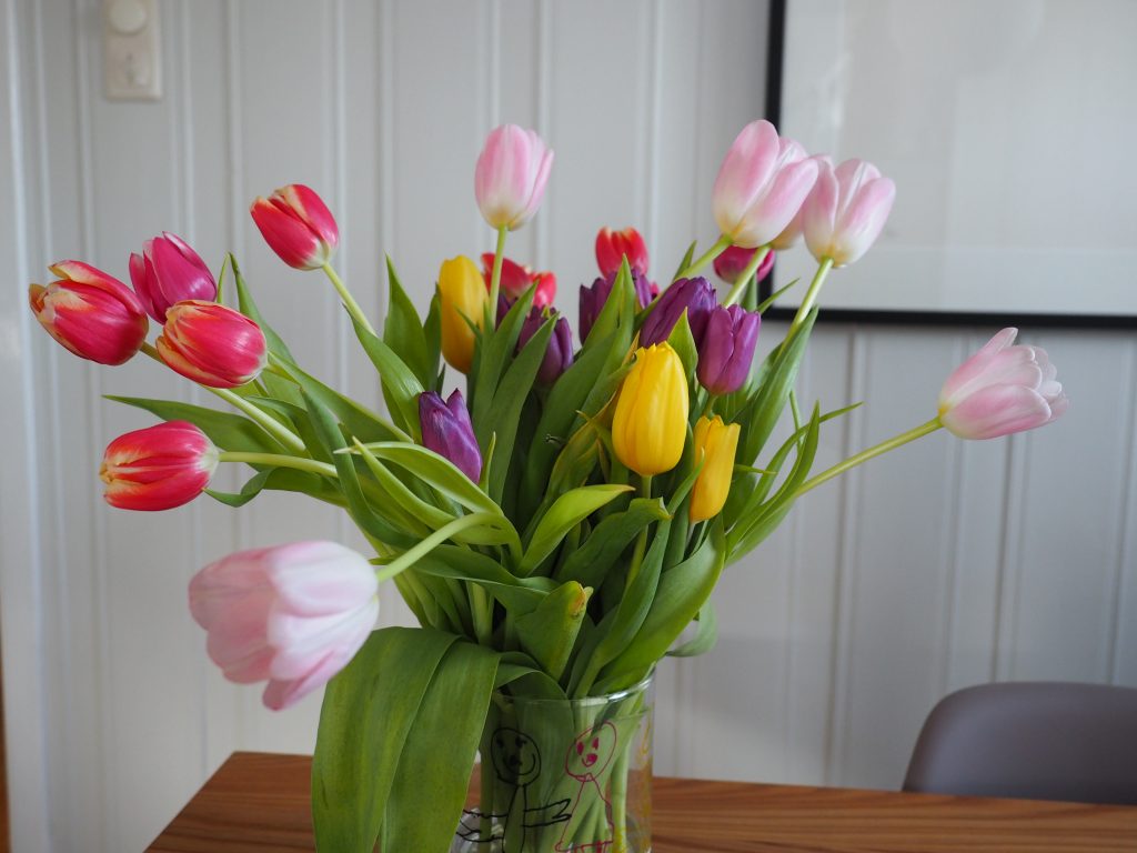tulipan i vase