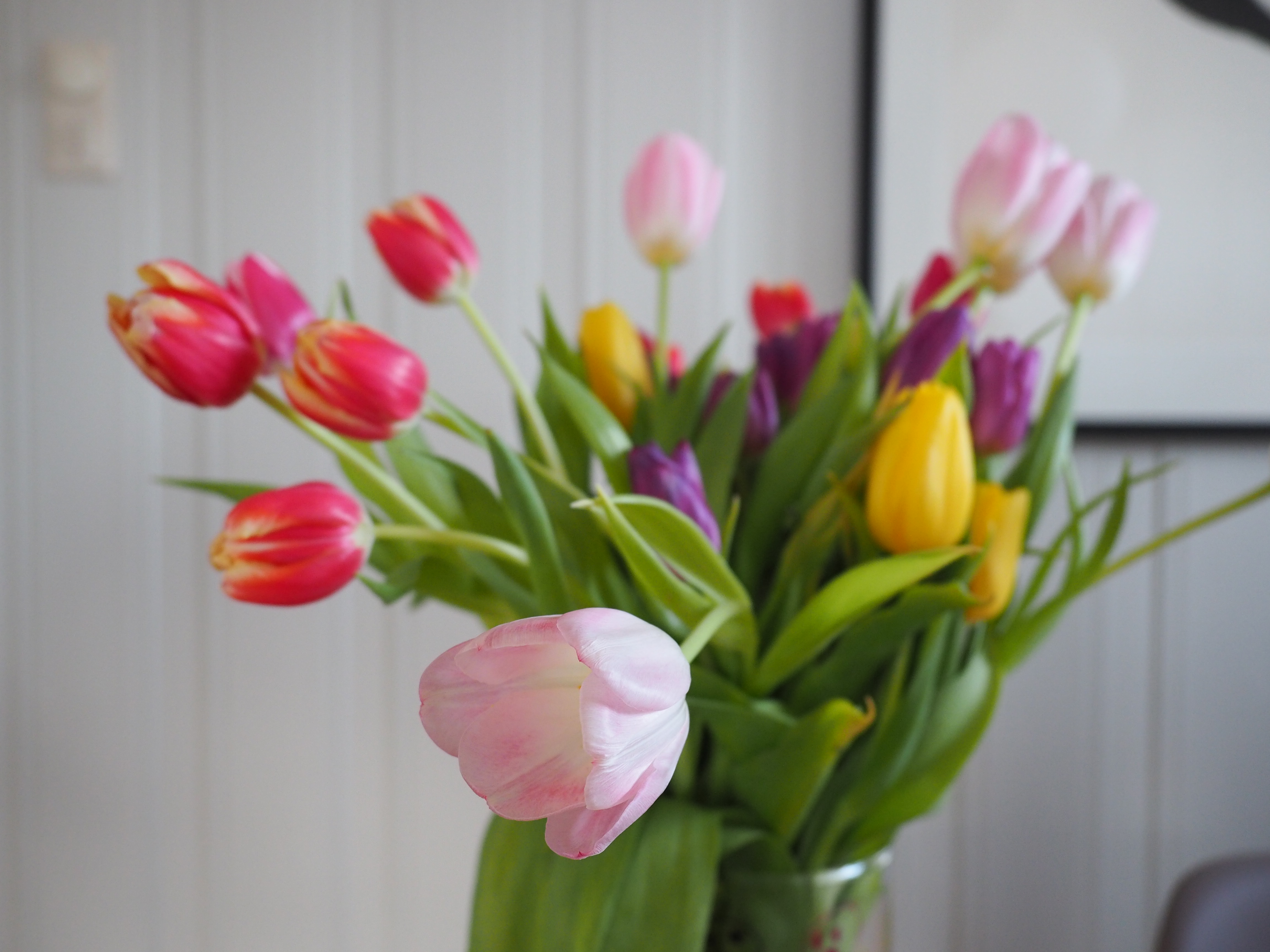 Tulipan i vase oppfører seg forskjellig avhengig av hvilken type det er.