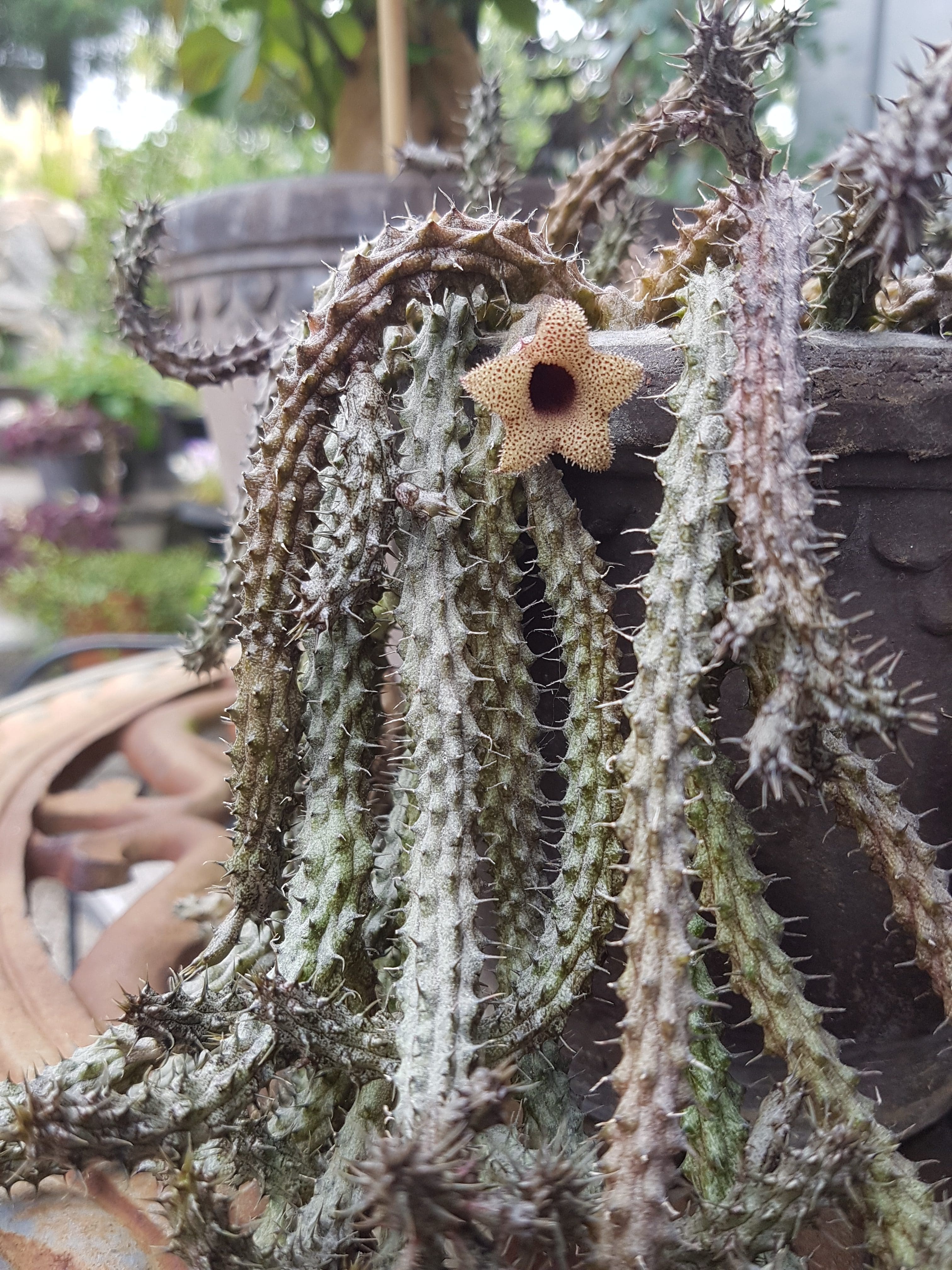 Huernia — sukkulenten med kanskje de særeste blomstene i samlingen min