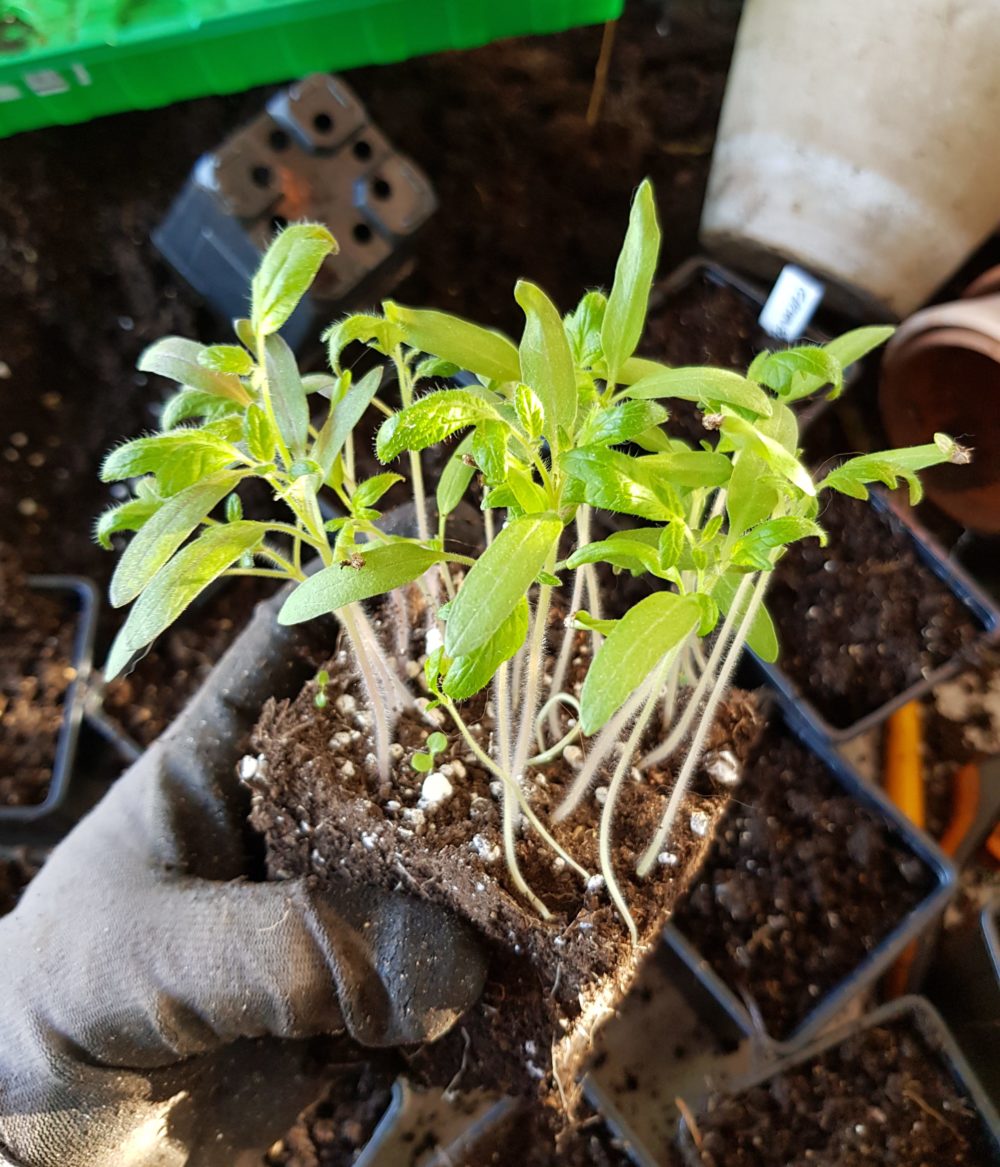 Tid for å prikle tomater som skal vokse seg store og sterke