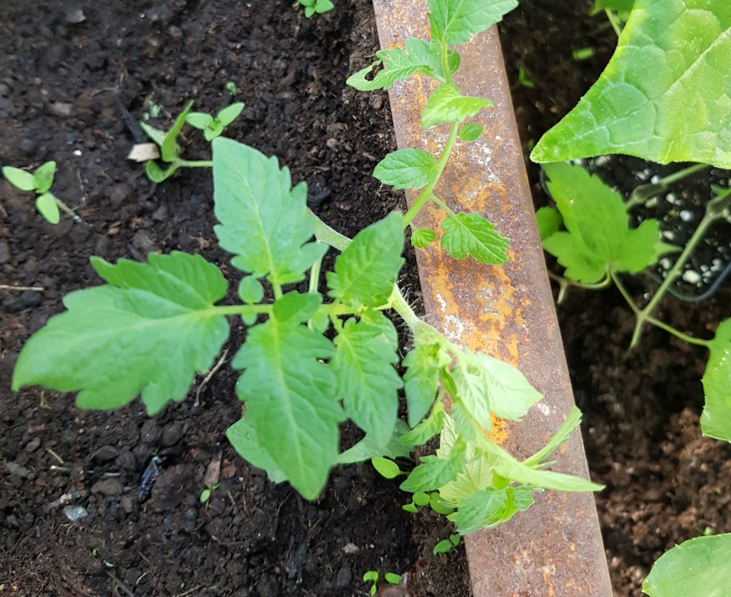 Nye tomater