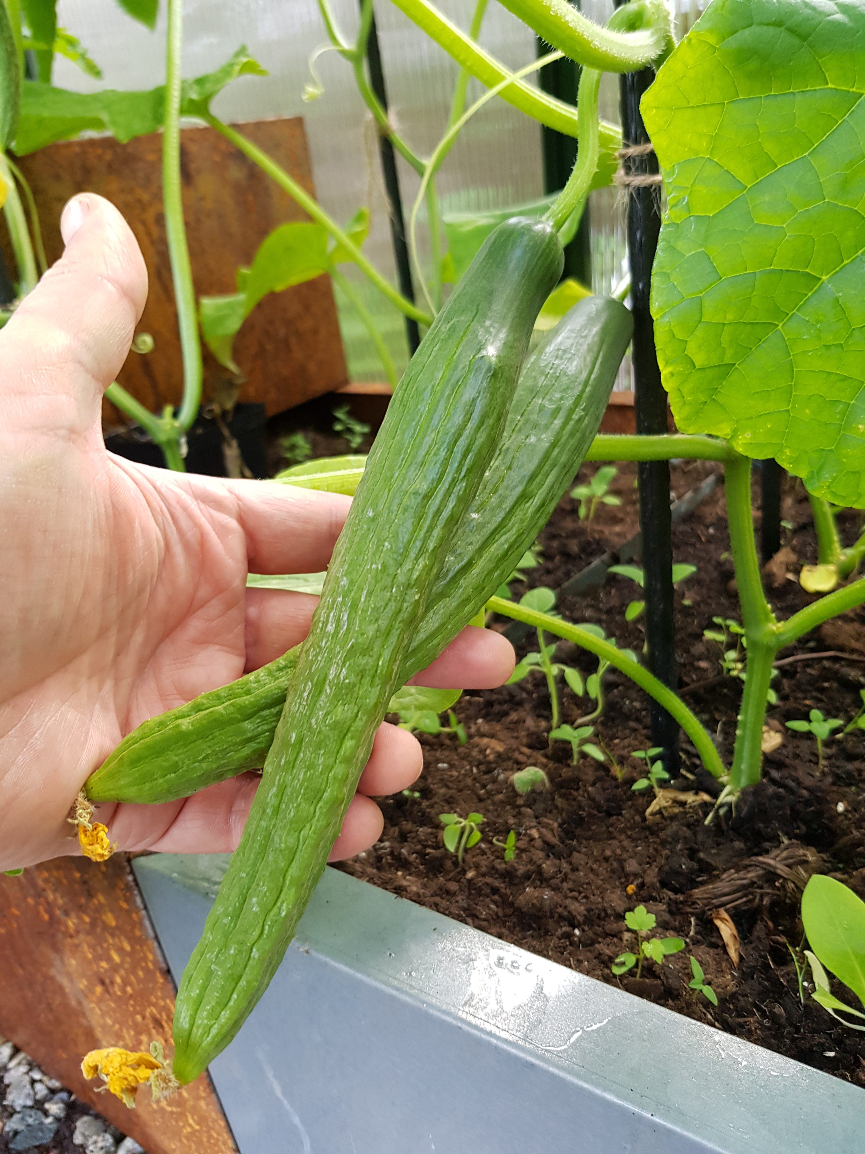 Agurknytt — klart for å høste agurk i drivhuset