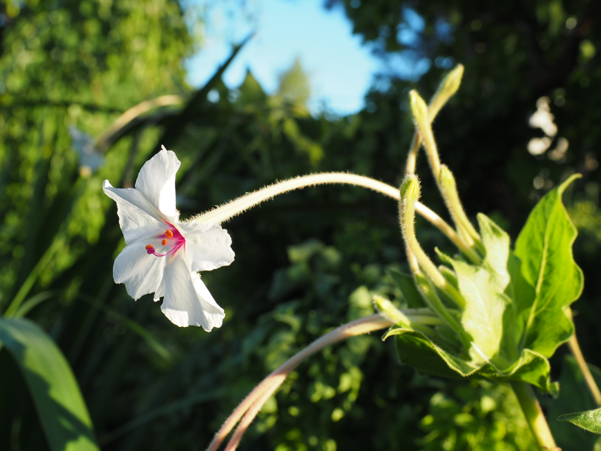 Mirabilis longiflora — Endelig blomstrer den; og for en duft!!