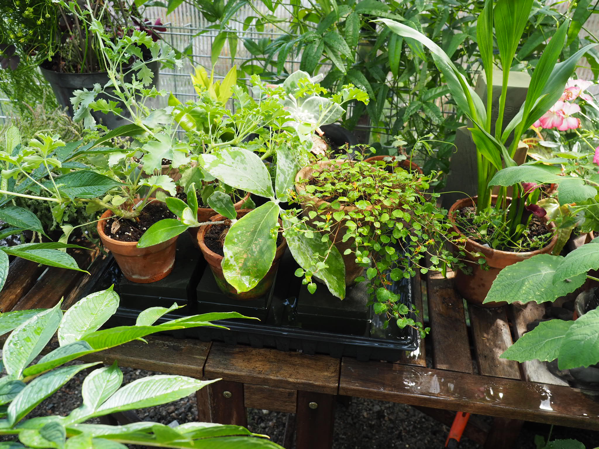 Ferievanning av potteplanter både inne og ute med «selvvanning».