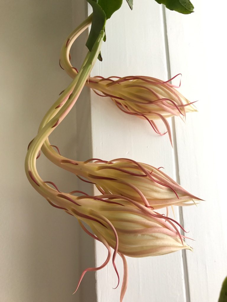 bladkaktus epiphyllum