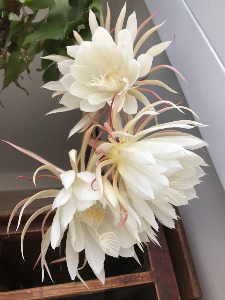 Stikling fra bladkaktus Epiphyllum oxypetalum skyter fart.
