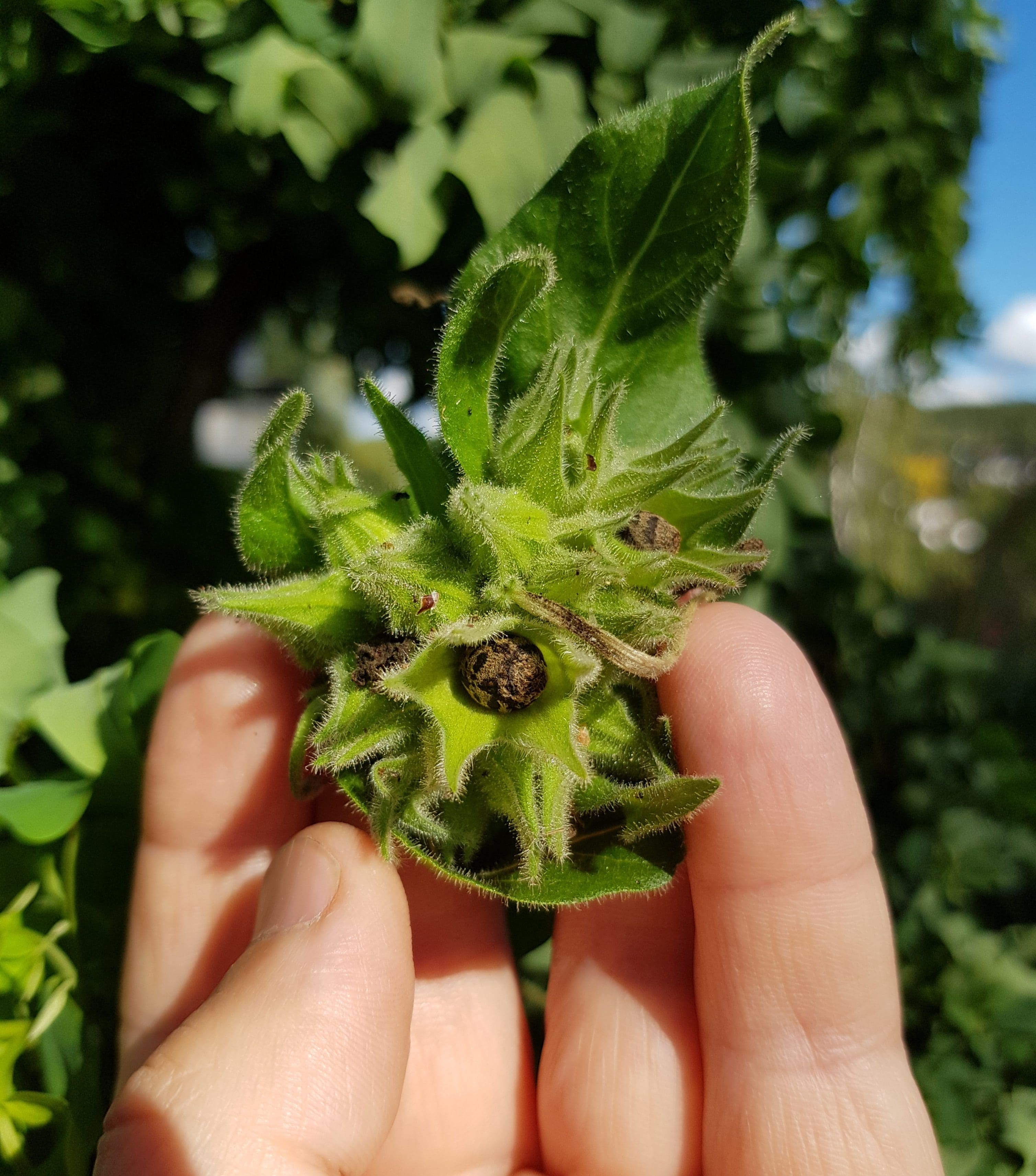 Massevis av frø fra min første mirakelblomst