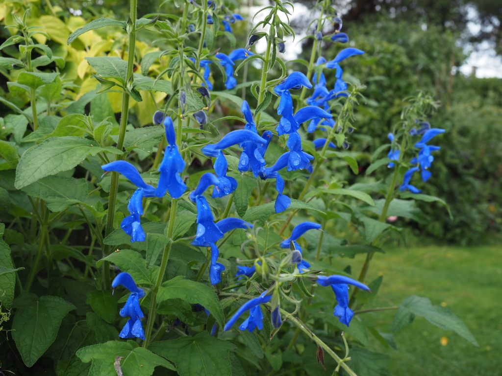 Salvia patens blue angel