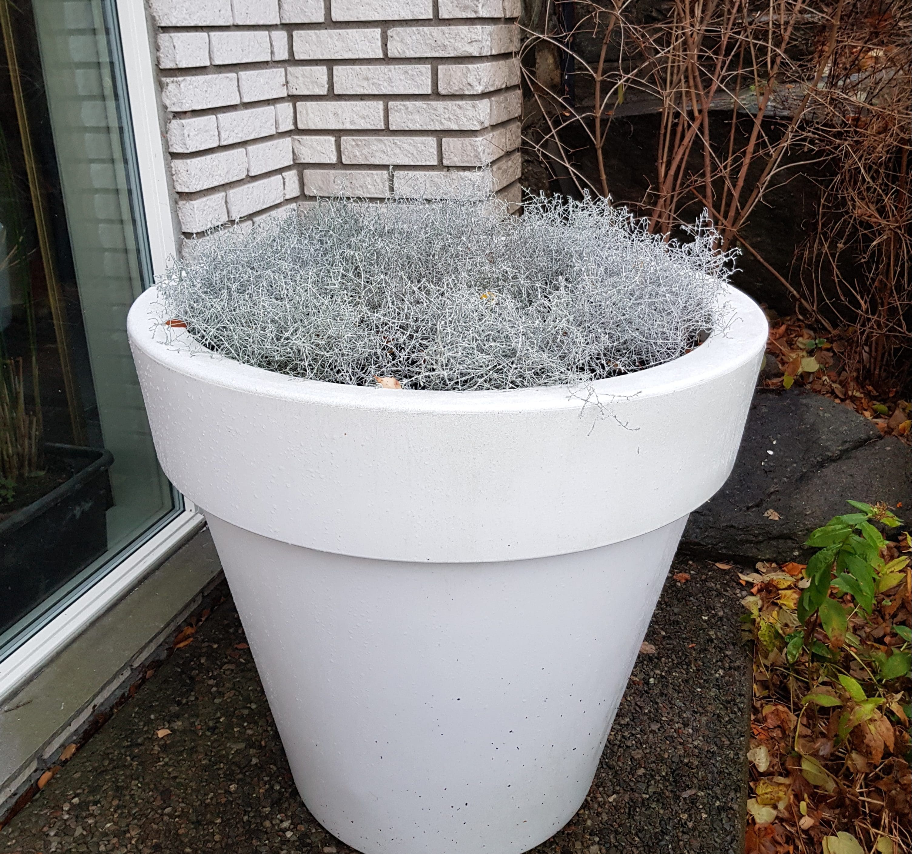 Calocephalus lyser opp i krukker på trappa nå