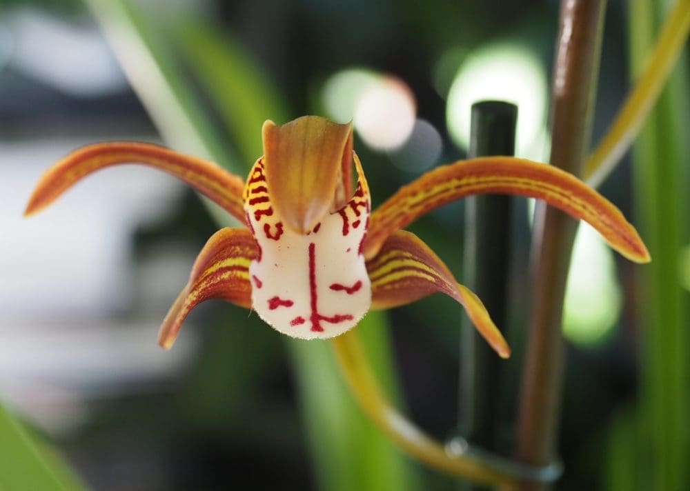 Cymbidium — en enkel orkidé ute og inne