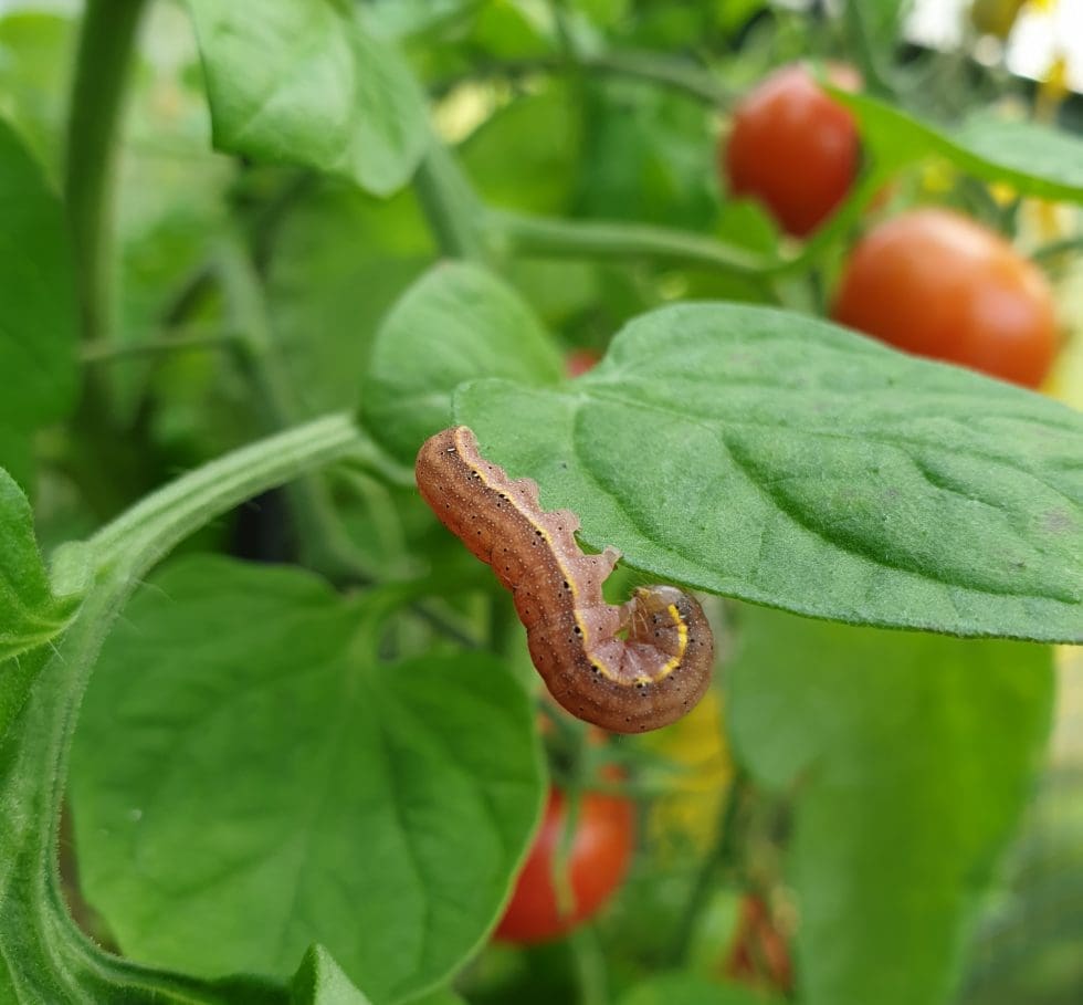 Hvem er synderen som spiser tomatplantene mine?