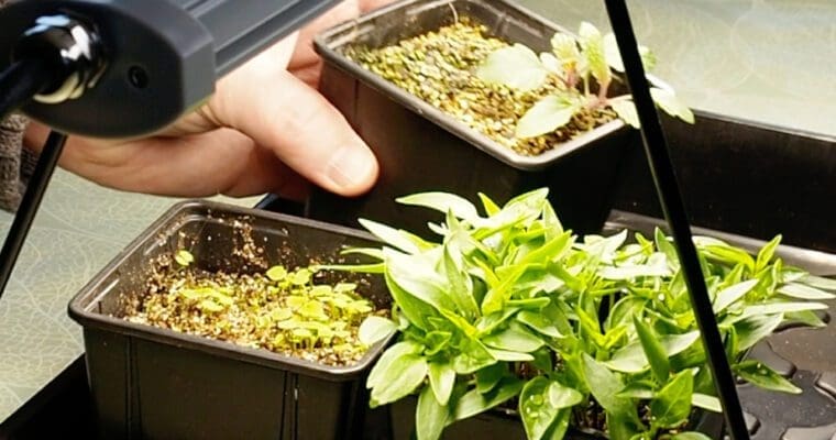 Riktig vekstlys gir deg sterkere planter