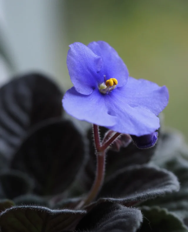 Den lille skatten Saintpaulia "Rianne" fra @hanevoldgartneri har nå blomstret nesten kontinuerlig i et helt år! Etter et lite opphold siden jul, tittet det frem nye knopper og blomster for noen dager siden. ⁠
⁠
Nå står den står i vinduet på kjøkkenet og gir meg assosiasjoner til blåveis og herlige vårvibber! - Kan jo ikke bli bedre enn det?⁠
⁠
Jeg lar den tørke såvidt mellom hver vanning og har vært skikkelig dårlig med gjødsling (som den har fått kanskje et par ganger på et helt år...) Når den vannes får den vann med romtemperatur og vannes fra skålen. ⁠
Kaldt vann på bladene eller rothalsen liker den ikke.⁠
⁠
Er det flere som digger alle de gode gamle potteplantene som kommer trofast tilbake?⁠
⁠
⁠
#saintpaulia #sinningia #potteplante #spring #vårfølelse #lovemyplants #plantsmakepeoplehappy #instagardener #plantdaddy #obpblomster #norskegartnere #nytnorge⁠
⁠