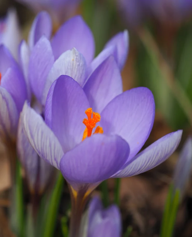 Kan jo nesten ikke få nok av disse skattene som fyller hagen akkurat nå💚⁠
⁠
⁠
#krokus #crocus #spring #vårblomster #insektsvennlig #plantsmakepeoplehappy #springflowers #lovemygarden