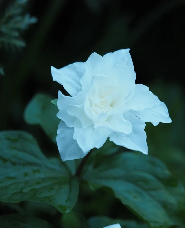 En av de vakre skattene som straks springer ut her i hagen er denne Trillium grandiflorum 'Snowbunting' - I fjor var det tre blomster og i år er det hele 4 knopper som står klar! ⁠
Er ikke så mye som skal til for å få et grønt hjerte til å gjøre et ekstra byks😍⁠
⁠
⁠
#trillium #Trilliumgrandiflorum #woodlandgarden #plantdaddy #plantsmakepeoplehappy #spring #vår #vårblomst #skyggebedet