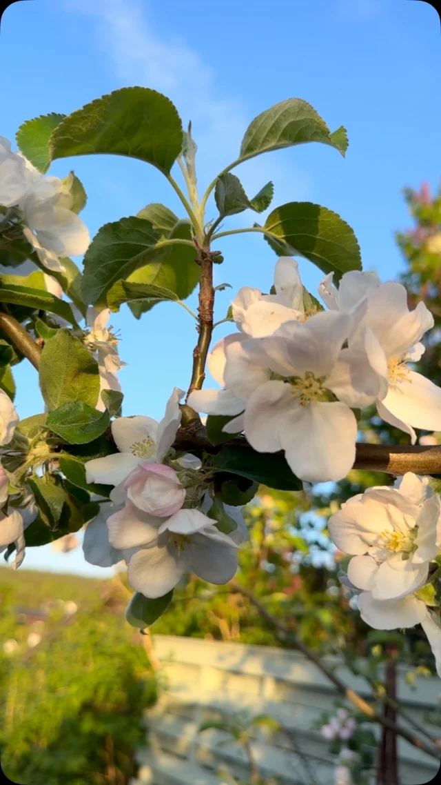 Nesten ikke noe som er vakrere enn blomstringen på epletrærne💚

#eple #instagardeners_feature #hageinspirasjon #plantdaddy #plantsmakepeoplehappy #flowers #appleblossom