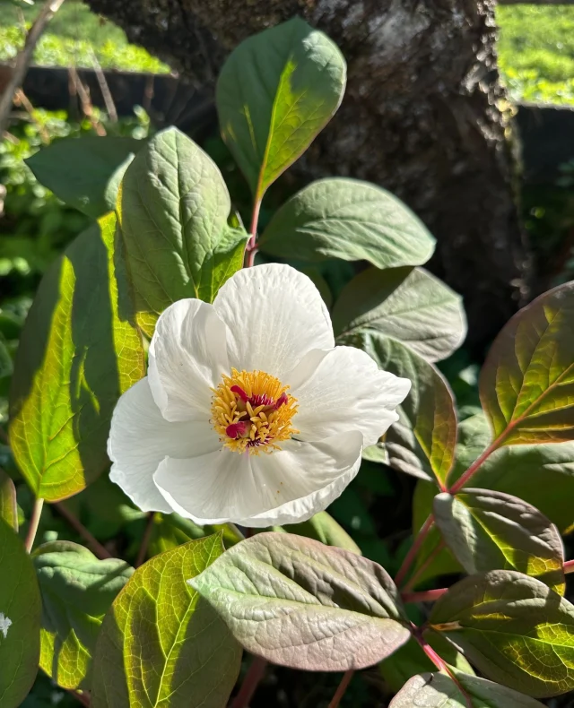 Paeonia obovata 'Alba' vokser seg til sakte men sikkert💚⁠
Enkel i formen og nydelig bladverk.⁠
⁠
⁠
#paeoniaobovata #peony #perennial #staude #peon⁠
#plantdaddy  #my_daily_flower #flowersworld_ #quintaflower #mcsquared_flowers #ig_discover_petal