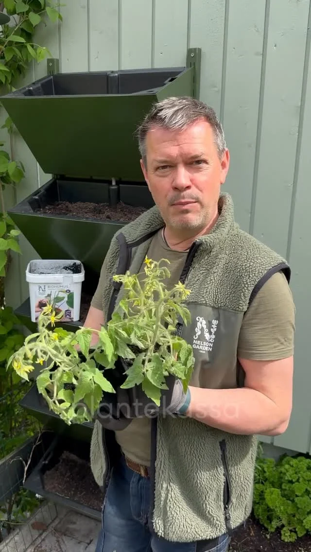🌱Annonse🌱 

Plutselig kom sommeren og da fikk tomatene slippe ut i det fri. Det er mange sorter som trives godt på friland (uten veksthus) Og ampeltomatene er en av dem!

De utvikler seg raskt og gir god avling. I tillegg er de dekorative i plantekasser på vegg, balkong eller terrassen. Her forventer jeg supersøte tomater i beste solveggen min😄🍅

Generelt er det smart å plante tomatene dypt. Da får planten mer stabilitet og det utvikles masse nye røtter som kommer ut fra stilken. Stor rot gir en kraftig plante og igjen en større avling😄🌱🌱

#nelsongardennorge #tomat #frø #forkultivering #vår #vårfølelse #dyrkselv #jordhelse #kortreist