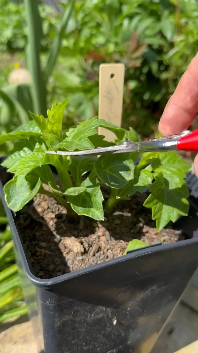 🌱Annonse🌱 

Nå er de forkultiverte georginene ferdig herdet og klar for sommeren. Vokseplassen preppes med litt Biohumus og plantemateriale fra i fjor, som gir ekstra gode betingelser for røttene!

Jeg topper også skuddene samtidig - noe som gir tettere planter og enda mer blomster utover sensommeren😄👏

Det er sikkert flere med meg som har igjen noen knoller som ikke har sett jord enda, men det er absolutt ikke for sent! Fine skudd gjør at disse kommer raskt opp etter planting og litt vanning. I krukker og kar vil nemlig temperaturen på jorden være litt høyere enn i bakken, og da utvikles plantene raskere.

I store krukker og plantekasser bytter jeg kun ut en del av jorden og gir litt ekstra Biohumus for å “mate” opp jorden slik at plantene trives i år også😄🌱🌱

#nelsongardennorge #dahlia #georgine  #forkultivering #vår #vårfølelse #dyrkselv #jordhelse #kortreist