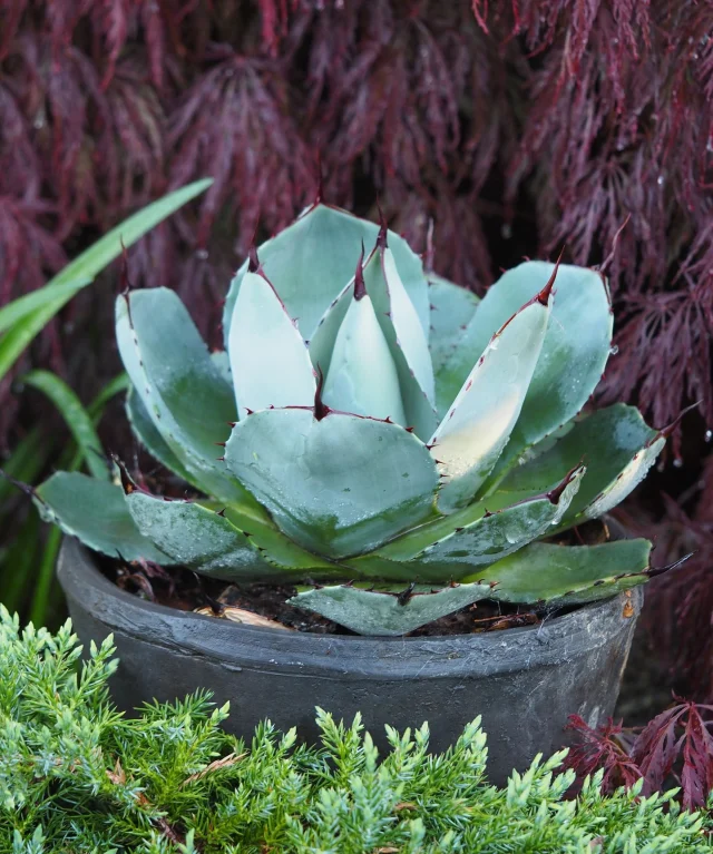 Da var sukkulentene herdet og klare for en sommer ute i det fri!⁠
Krukker som krydder i hagen er ekstra gøy når det er mer eksotiske vekster. Agave parryi er har en fantastisk blågrå farge som blir ekstra fin sammen med himalayaeiner "Blue Carpet" i front og Acer palmatum "Garnet" som kontrast i bakgrunnen. Må jo bare elske naturens mangfold🤩⁠
⁠
⁠
#agaveparryi #juniperus #acerpalmatumgarnet #sukkulent  #containergarden  #plantdaddy #gaygardener #plantsmakepeoplehappy